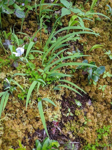Iris tenuis, photograph 4