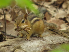 Tamias striatus