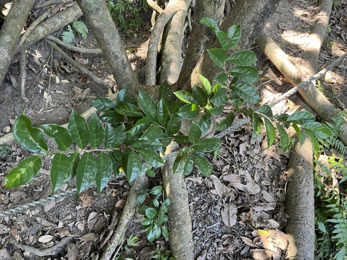 Antidesma montanum observed 2026-10-04