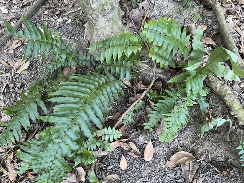 Nephrolepis biserrata observed 2026-10-04