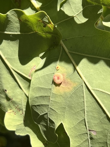 Smooth Spangle Gall Wasp