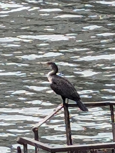 Great Cormorant