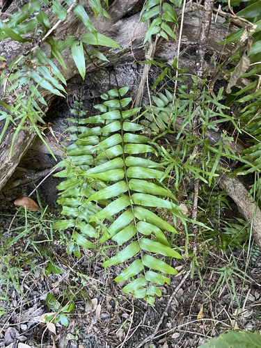 Nephrolepis biserrata observed 2026-10-04