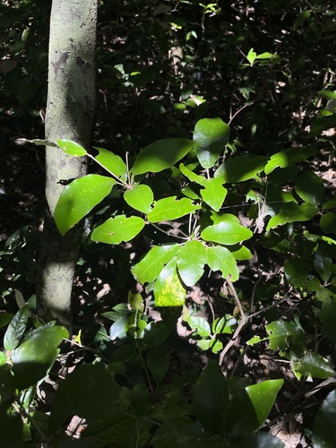 Croton cascarilloides observed 2026-10-04