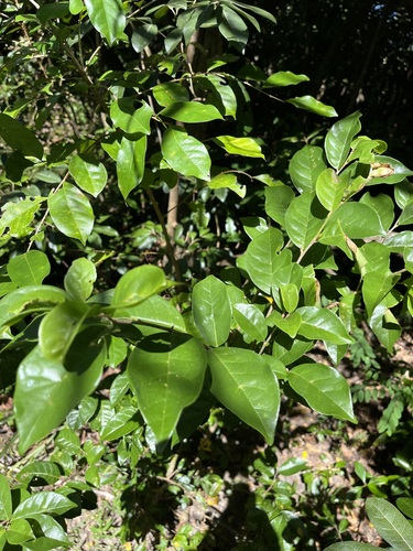 Antidesma montanum observed 2026-10-04