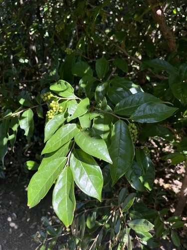 Antidesma montanum observed 2026-10-04
