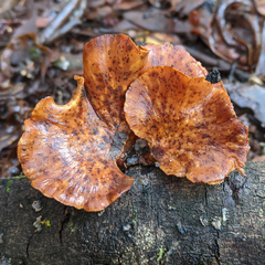 Polyporus nigrocristatus