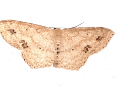 Scopula phyxelis