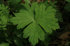 Geranium wlassovianum
