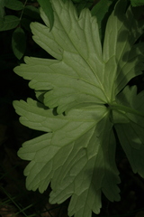Geranium wlassovianum