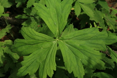 Geranium wlassovianum