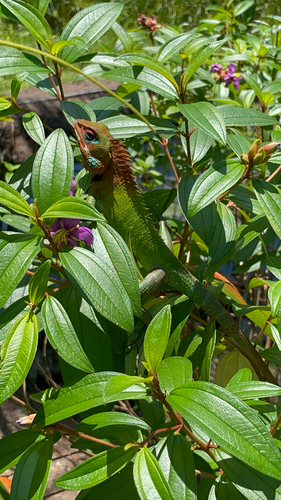 Common Green Forest Lizard