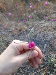 Clarkia rubicunda