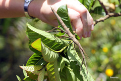 Leiophasma