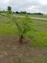 Cercis canadensis canadensis