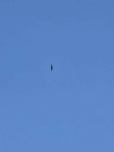 Red Kite