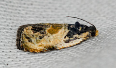 Olethreutes griseoalbana