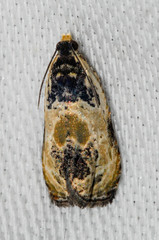 Olethreutes griseoalbana