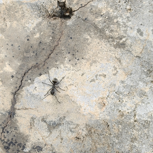 Rich Spiny Sugar ant