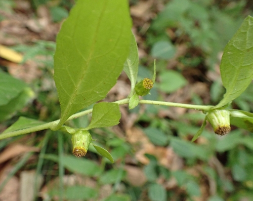 Carpesium divaricatum observed 2026-10-05