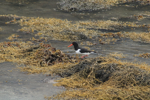 Eurasian Oystercatcher