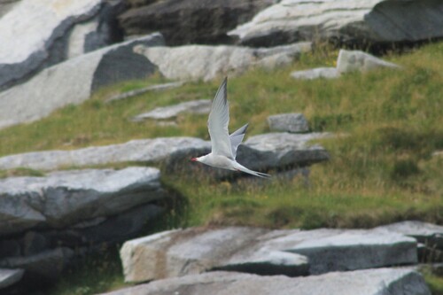 Common Tern