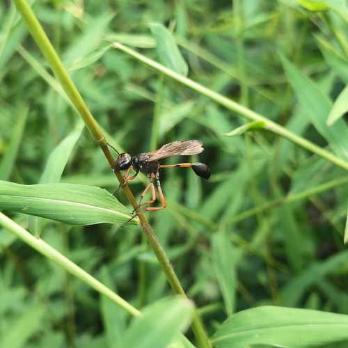 Ammophila clavus