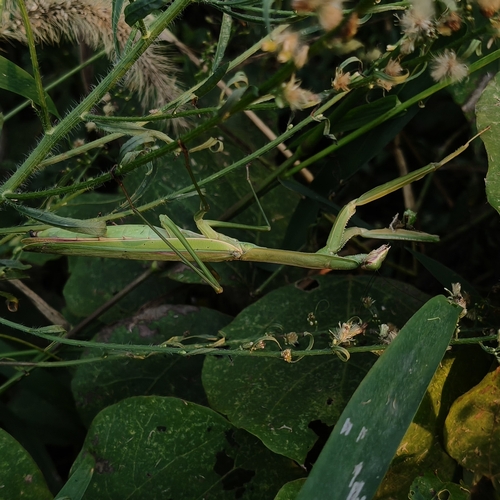 Chinese Mantis