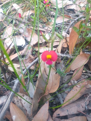 Chorizema rhombeum, 2026-10-03