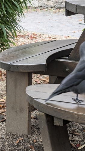 Eurasian Jackdaw