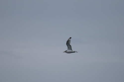 Black-legged Kittiwake