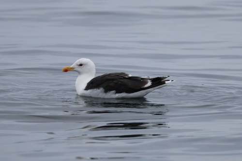 Great Black-backed Gull
