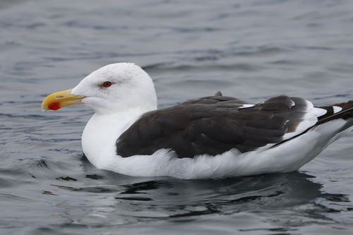 Great Black-backed Gull