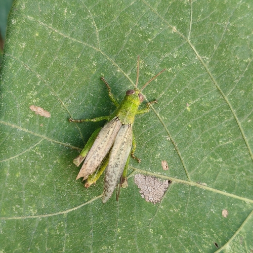 Xenocatantops brachycerus