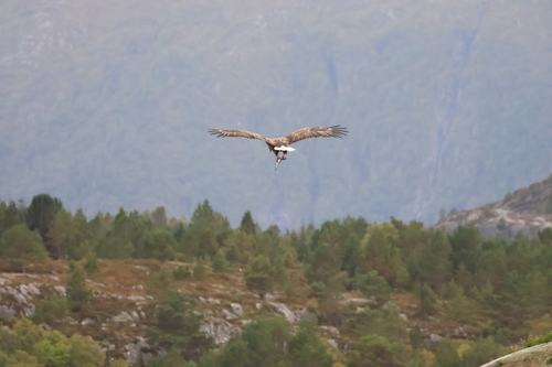 White-tailed Eagle