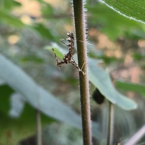 Sclomina erinacea