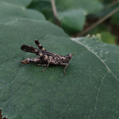 China mantispoides
