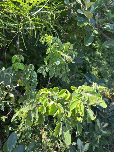 Breynia officinalis observed 2026-10-04