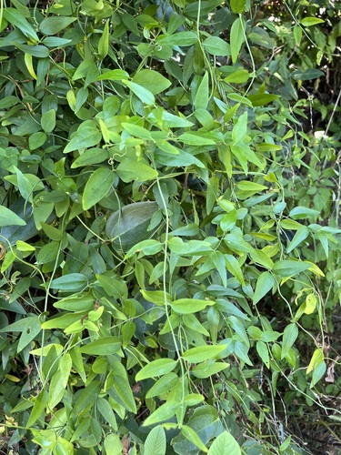 Jasminum nervosum observed 2026-10-04