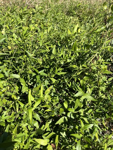 Jasminum nervosum observed 2026-10-04