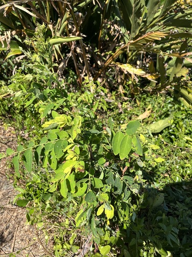 Breynia officinalis observed 2026-10-04