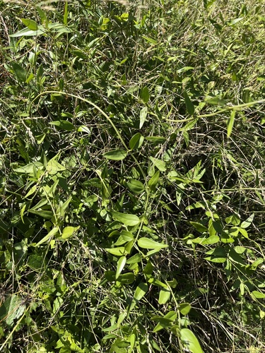 Jasminum nervosum observed 2026-10-04