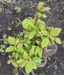 Cornus alternifolia