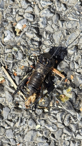 European Field Cricket