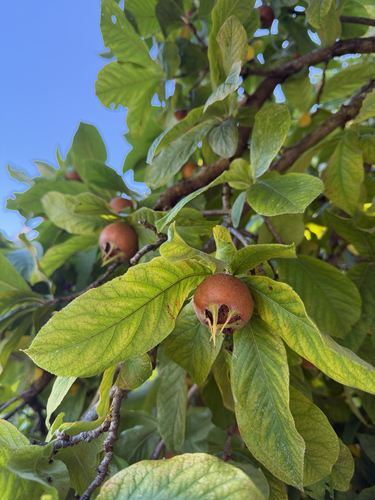 Medlar