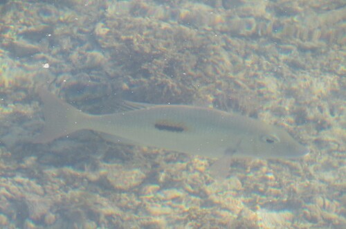 Lethrinus harak observed 2026-10-06