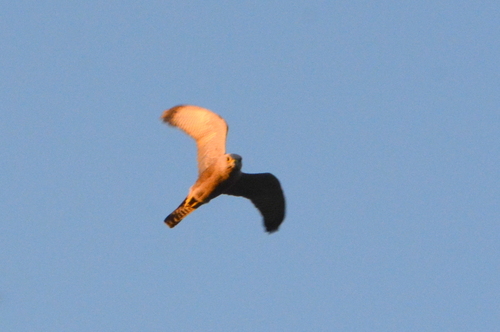 iNaturalist image