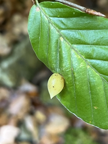 Beech Gall Midge