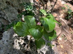 Callicarpa candicans