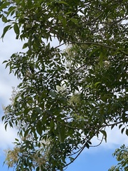 Fraxinus insularis